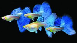 小型觀賞魚(yú)哪種好養(yǎng)？十種容易養(yǎng)的小型觀賞魚(yú)