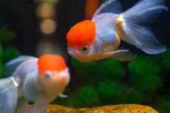裸缸十大首選冷水魚：金魚排第一，中國斗魚排第二