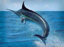 盤點十大海洋動物之最，旗魚在海洋中速度最快