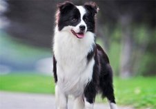 哪種犬的智商排名第一？世界上智商最高的犬類