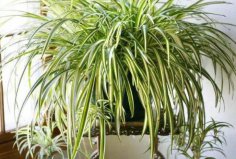 防輻射最強(qiáng)的7種植物，吊蘭、綠蘿、蘆薈悉數(shù)上榜