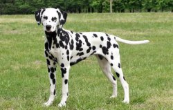 世界上最難訓(xùn)練的十大狗品種，達(dá)爾馬提犬雄踞榜首