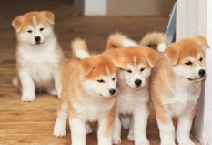 世界10大對(duì)主人最忠誠的狗：杜賓犬上榜，秋田犬居榜首