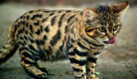 世界上最小的貓科動物：黑足貓長相可愛小巧，攻擊性強(qiáng)