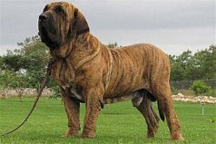 全球10大最兇的狗：高加索犬上榜，巴西獒犬居首位