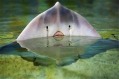 世界10大動物殺手：藍(lán)環(huán)章魚排第五，黃貂魚竟然奪冠
