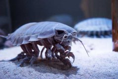 世界上十大最恐怖的動物，巨型等足蟲排第一位
