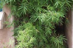 十大名貴竹子品種，鳳尾竹與龜甲竹居前兩名