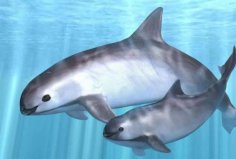 全球10大瀕臨滅絕的海洋動物，加灣鼠海豚排第一