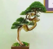 盆景樹木種類前十名，柏類排第一名