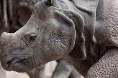 地球上10大珍稀動物：蘇門答臘虎上榜，爪哇犀牛居首
