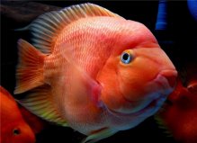 地球上10大命運(yùn)最慘的熱帶魚，鸚鵡魚居第一位