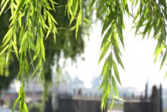 哪些樹耐水性比較好？世界上最耐水的十種樹木