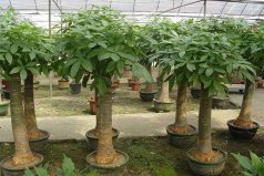 盤點(diǎn)十大家庭旺財(cái)風(fēng)水植物：鴻運(yùn)當(dāng)頭上榜，發(fā)財(cái)樹排首位