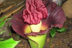 世界十大特殊植物：泰坦魔芋排第一，大王花排第二