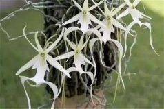 世界十大最貴的植物，鬼蘭占據(jù)第一位