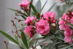 十大美麗劇毒植物排行榜：水仙花上榜，夾竹桃居第一位