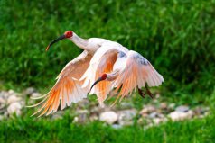 陜西著名的四大保護(hù)動(dòng)物，秦嶺四大保護(hù)動(dòng)物