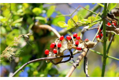全球十大毒性最強(qiáng)植物：顛茄居第六，念珠豌豆居首