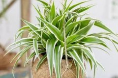 吸收甲醛最佳的十種植物，吊蘭、綠蘿和虎尾蘭霸榜前三甲